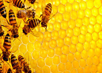 aplikasi sarang lebah